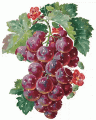 A Bunch Of Grapes With Leaves And Flowers On A White Background GIF