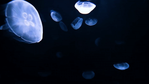 A Bunch Of Jellyfish Are Floating In The Water GIF
