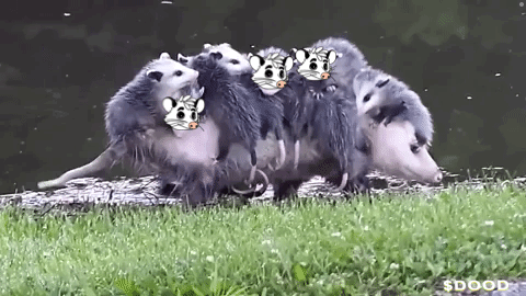 A Bunch Of Opossums Are Standing In The Grass And One Of Them Has A Face On It GIF