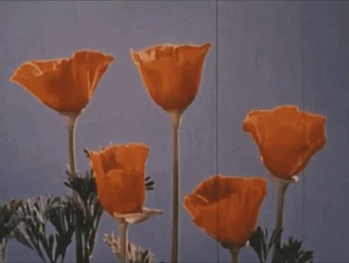a bunch of orange flowers are against a blue sky