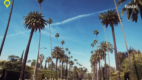 A Bunch Of Palm Trees On A Street With The Word Bustle On The Bottom Right GIF