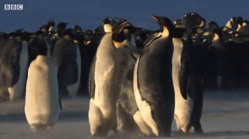 A Bunch Of Penguins Are Walking In The Snow With Bbc Written On The Bottom Right GIF