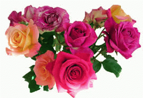 A Bunch Of Pink And Orange Roses With Green Leaves GIF