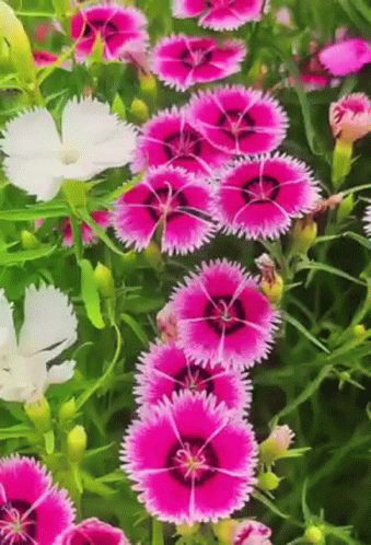A Bunch Of Pink And White Flowers Are In A Garden GIF