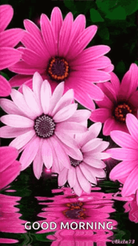 A Bunch Of Pink Flowers Are Floating In The Water With The Words Good Morning GIF
