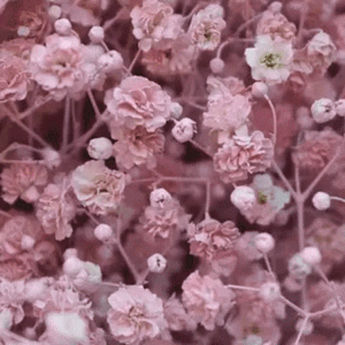 A Bunch Of Pink Flowers Are Growing On A Tree Branch GIF
