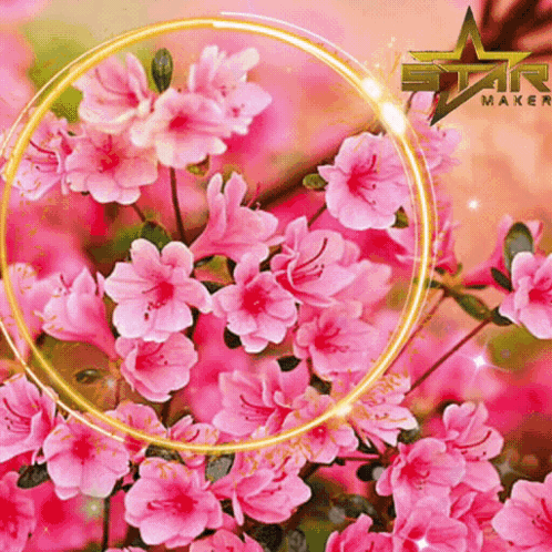 A Bunch Of Pink Flowers Are Surrounded By A Yellow Circle That Says Star Mark GIF