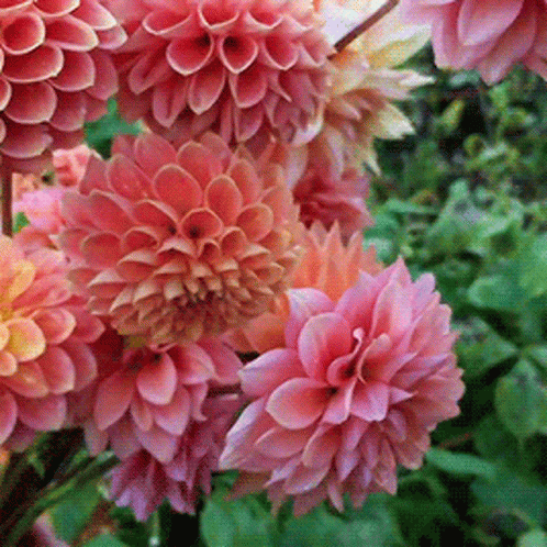 A Bunch Of Pink Flowers Are Surrounded By Green Leaves GIF