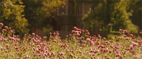 A Bunch Of Pink Flowers In Front Of A House GIF