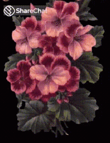 A Bunch Of Pink Flowers On A Black Background With A Sharechat Icon GIF