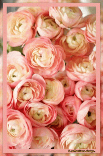 A Bunch Of Pink Flowers With A Pink Border GIF