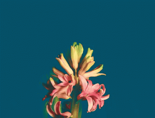 A Bunch Of Pink Flowers With Green Stems On A Blue Background GIF