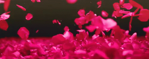 A Bunch Of Pink Petals Falling On A Black Background . GIF