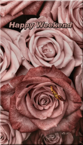 A Bunch Of Pink Roses With The Words Happy Weekend Written Above Them GIF