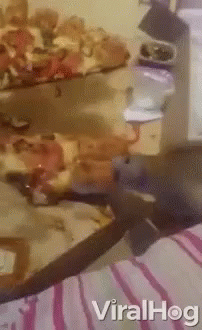 A Bunch Of Pizzas Are Sitting On A Table With The Words Viralhog Written On The Bottom GIF