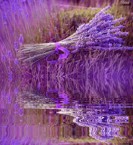 A Bunch Of Purple Flowers Are Reflected In A Body Of Water With A Watermark That Says Eszter GIF