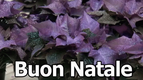 A Bunch Of Purple Flowers With The Words Buon Natale Written In White GIF