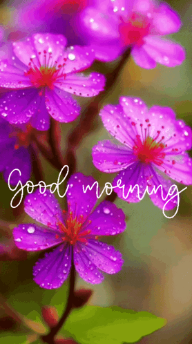 A Bunch Of Purple Flowers With The Words Good Morning On The Bottom GIF