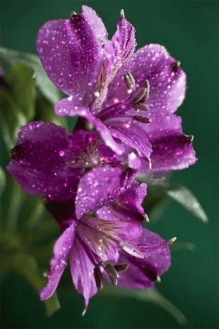 A Bunch Of Purple Flowers With Water Drops On Them GIF