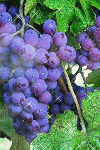 A Bunch Of Purple Grapes On A Vine With Water Drops On Them GIF
