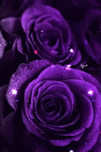 A Bunch Of Purple Roses With Water Drops On Them . GIF