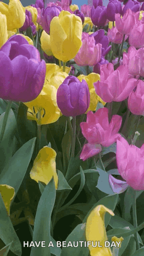 a bunch of purple yellow and pink flowers with the words have a beautiful day