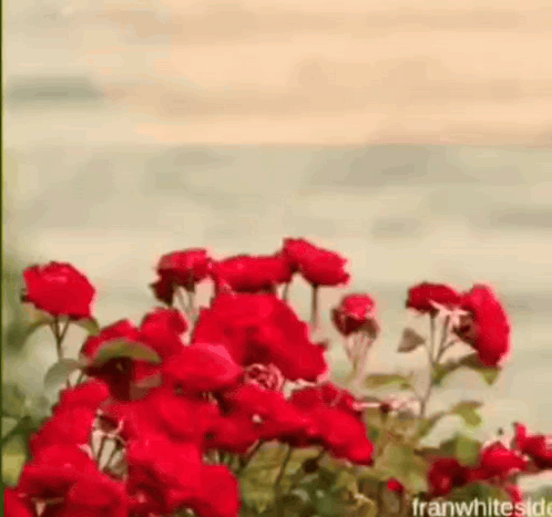 A Bunch Of Red Flowers Are Growing In Front Of A Body Of Water GIF