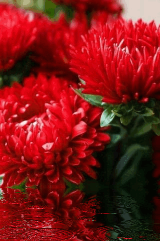 A Bunch Of Red Flowers Are Reflected In A Puddle Of Water GIF