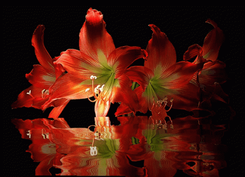 A Bunch Of Red Flowers On A Black Background With A Reflection In The Water GIF