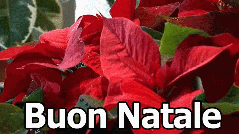 A Bunch Of Red Poinsettia Flowers With The Words Buon Natale In White Letters GIF
