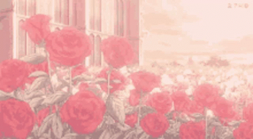 A Bunch Of Red Roses Growing In Front Of A Window . GIF