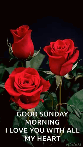 A Bunch Of Red Roses With The Words `` Good Sunday Morning I Love You With All My Heart '' . GIF