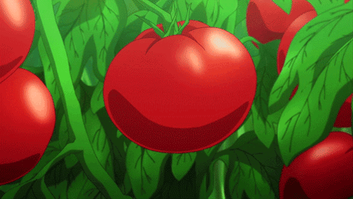 A Bunch Of Red Tomatoes Are Growing On A Green Plant GIF