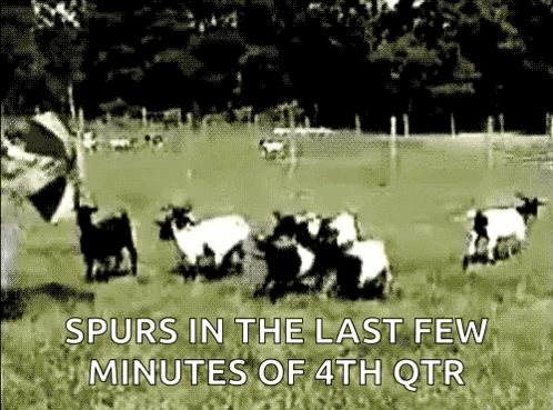 A Bunch Of Sheep Are Running In A Field With The Words Spurs In The Last Few Minutes Of 4Th Qtr GIF