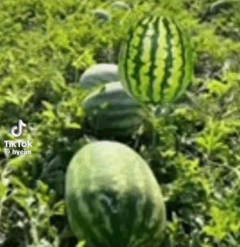 A Bunch Of Watermelons Are Growing In A Field Of Grass . GIF