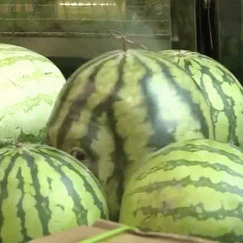 A Bunch Of Watermelons Are Sitting On Top Of A Cardboard Box With Chinese Writing On The Bottom GIF