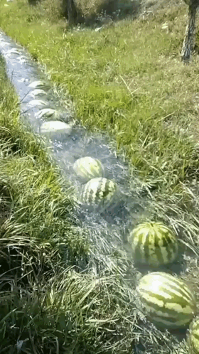 A Bunch Of Watermelons Floating In A Stream Of Water GIF