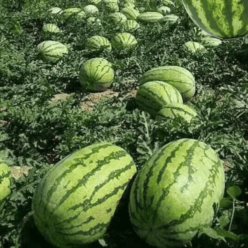 A Bunch Of Watermelons Growing In A Garden GIF