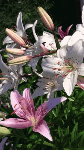 A Bunch Of White And Pink Flowers Are Growing Together GIF