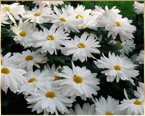 A Bunch Of White Daisies With A Yellow Center In A Garden GIF