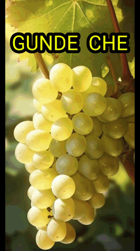 a bunch of white grapes hanging from a vine with the words gunde che above it
