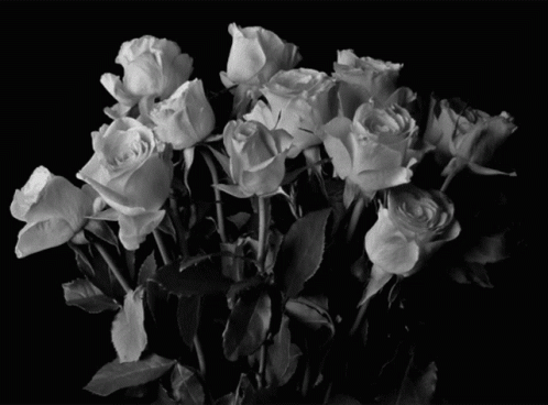 A Bunch Of White Roses In A Black And White Photo GIF