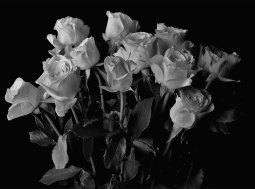 A Bunch Of White Roses In A Black And White Photo GIF