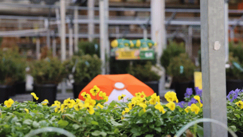 A Bunch Of Yellow And Purple Flowers In Front Of A Greenhouse GIF