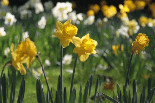 A Bunch Of Yellow And White Flowers In A Field GIF