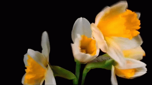 A Bunch Of Yellow And White Flowers On A Black Background GIF