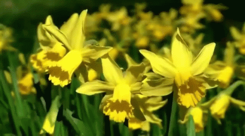 A Bunch Of Yellow Flowers Are Growing In A Field . GIF