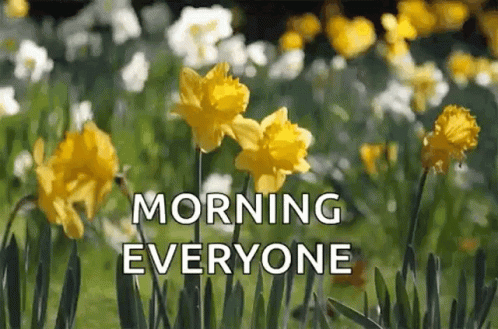 A Bunch Of Yellow Flowers In A Field With The Words `` Morning Everyone '' Written On The Bottom . GIF