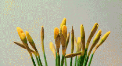 A Bunch Of Yellow Flowers With Green Stems On A Table GIF