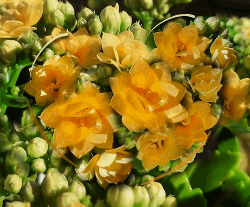 A Bunch Of Yellow Flowers With Green Stems GIF